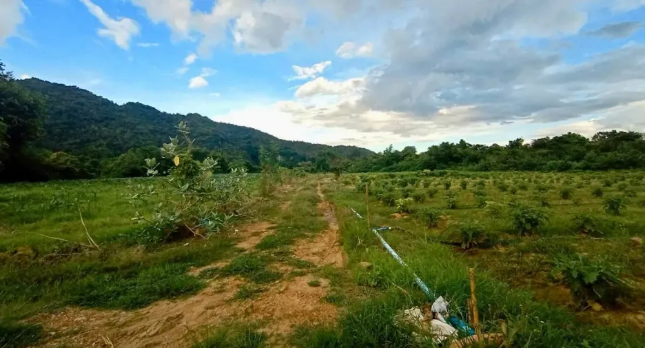 Grundstück zum Kauf in Sai Yok, Kanchanaburi