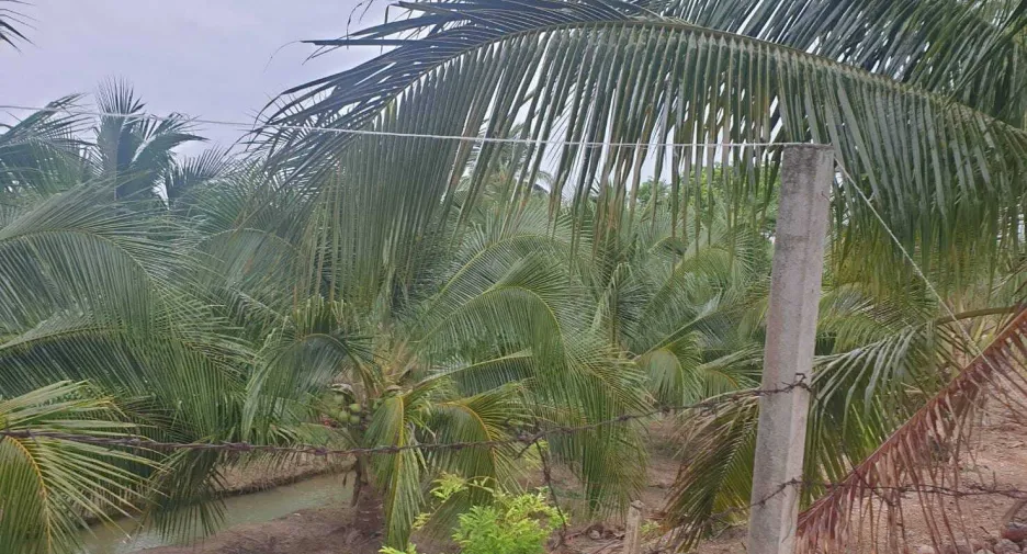 For sale land in Damnoen Saduak, Ratchaburi