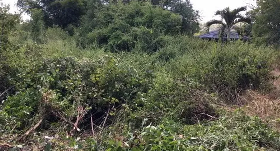 For sale land in Tha Li, Loei