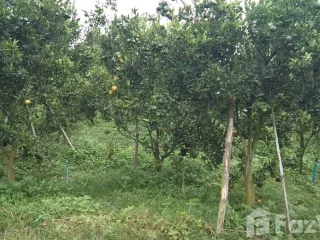 出售 土地 在 Fang, Chiang Mai
