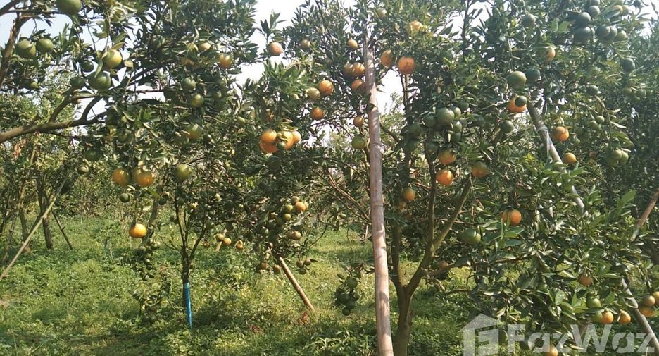 For sale land in Fang, Chiang Mai