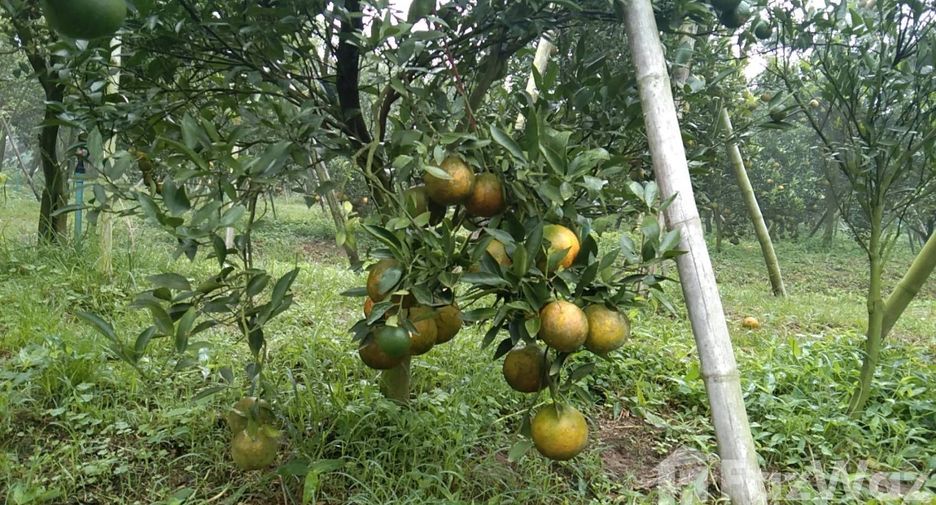 For sale land in Fang, Chiang Mai