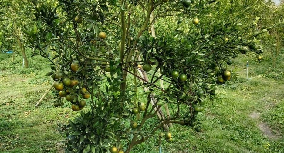 For sale land in Fang, Chiang Mai
