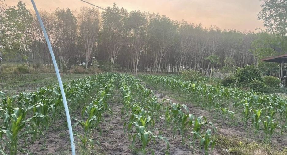 For sale land in Nam Yuen, Ubon Ratchathani