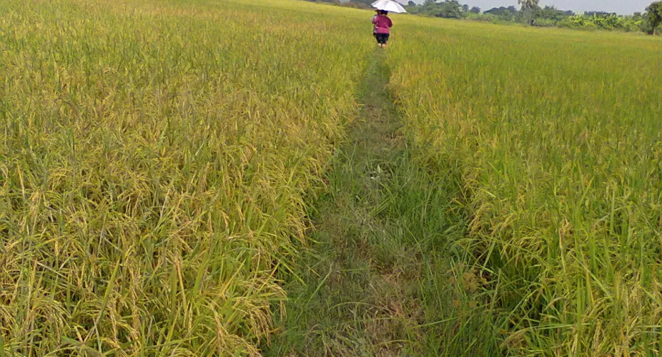 For sale land in Mueang Sukhothai, Sukhothai