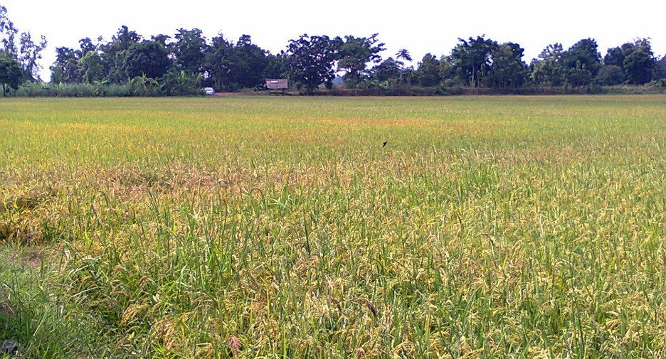 For sale land in Mueang Sukhothai, Sukhothai