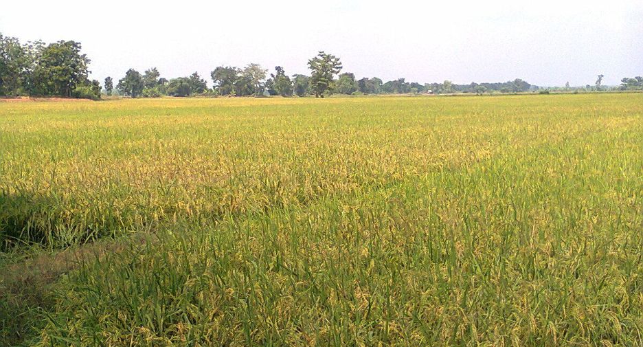 For sale land in Mueang Sukhothai, Sukhothai