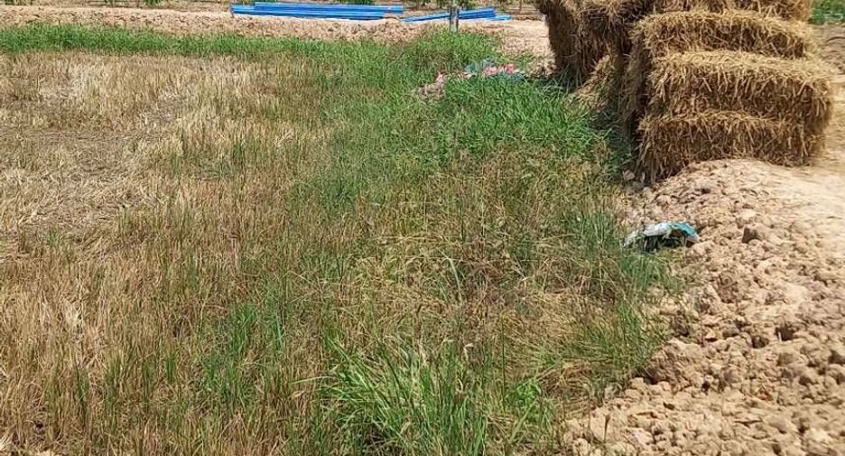 For sale land in Mueang Sukhothai, Sukhothai