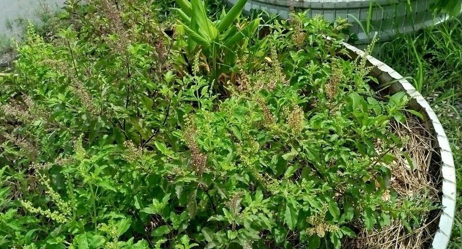 Продажа 1 кровать дом в Ongkharak, Накхоннайок
