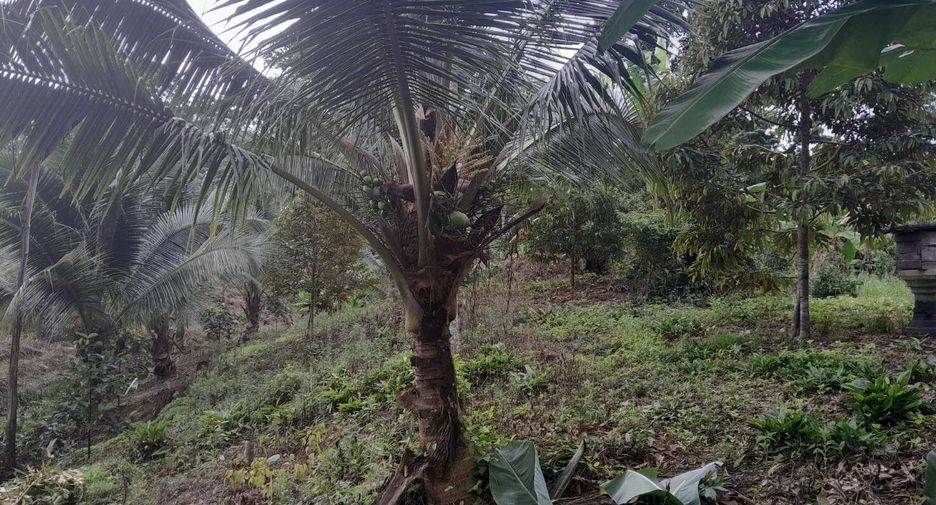 For sale land in Pa Phayom, Phatthalung