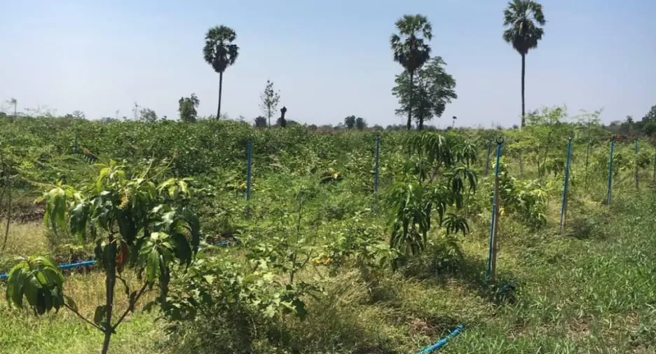 For sale land in Wichian Buri, Phetchabun