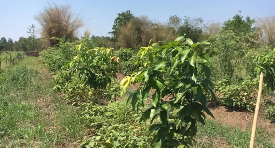 For sale land in Wichian Buri, Phetchabun