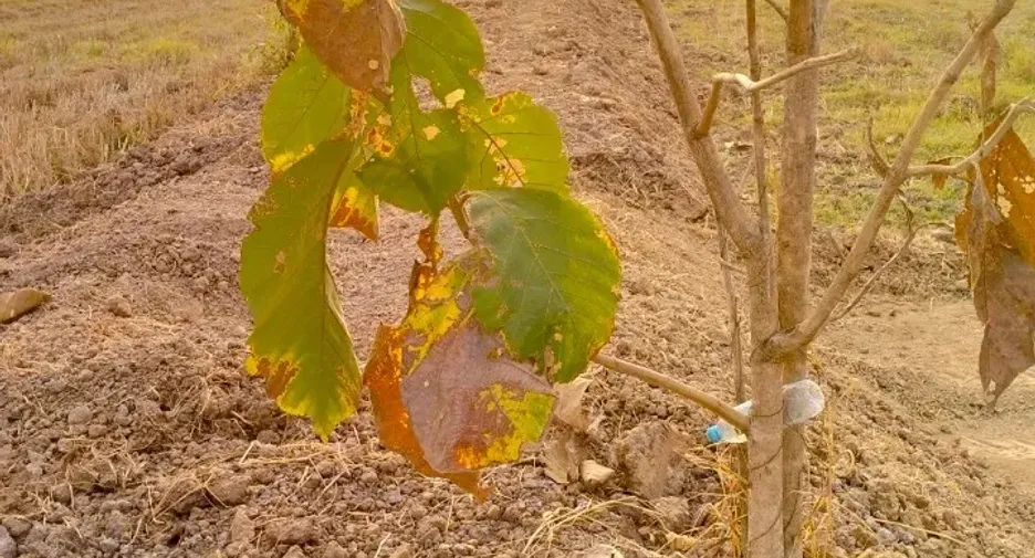 For sale land in Kaeng Khro, Chaiyaphum