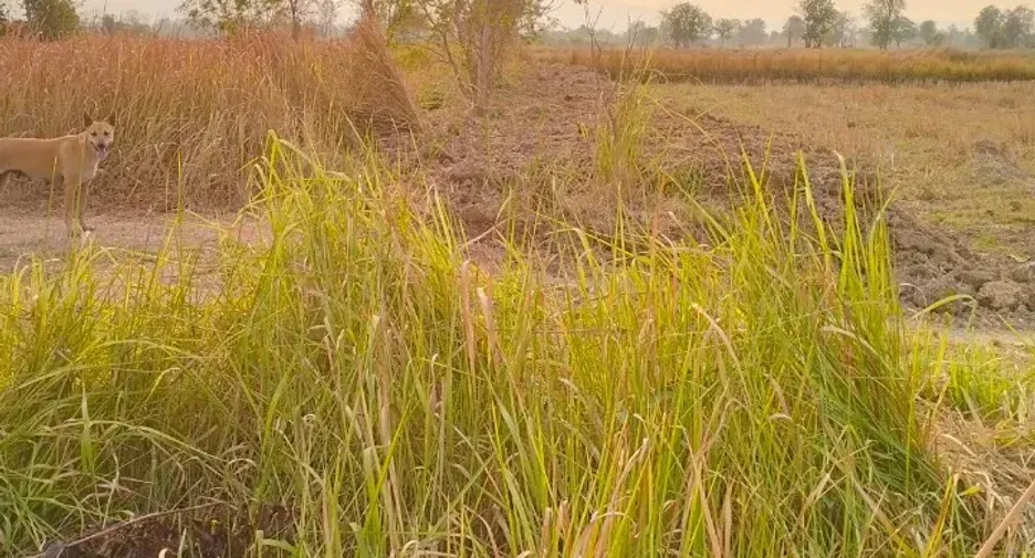 For sale land in Kaeng Khro, Chaiyaphum