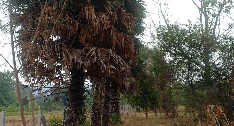 For sale land in Kaeng Khro, Chaiyaphum