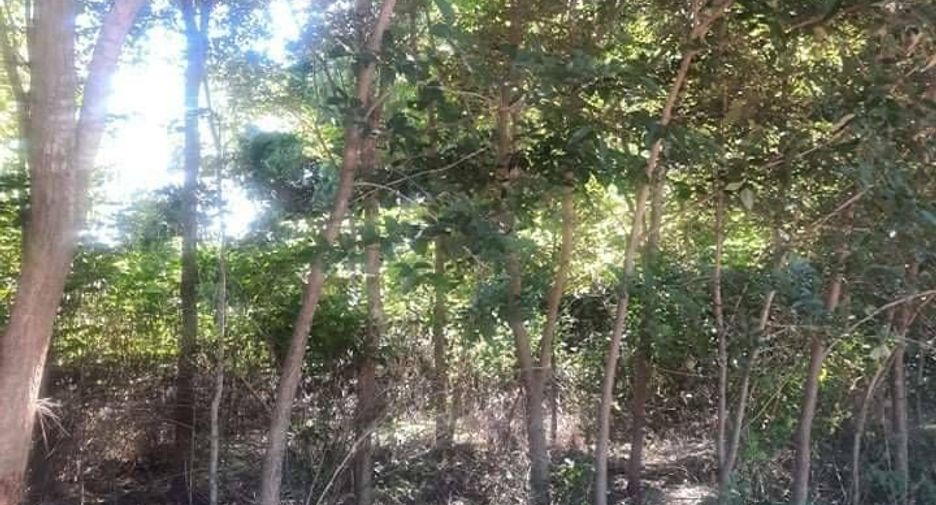 ขาย ที่ดิน ใน ปักธงชัย, นครราชสีมา