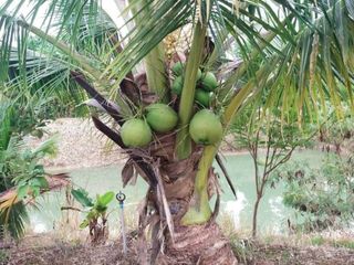 For sale land in Soi Dao, Chanthaburi