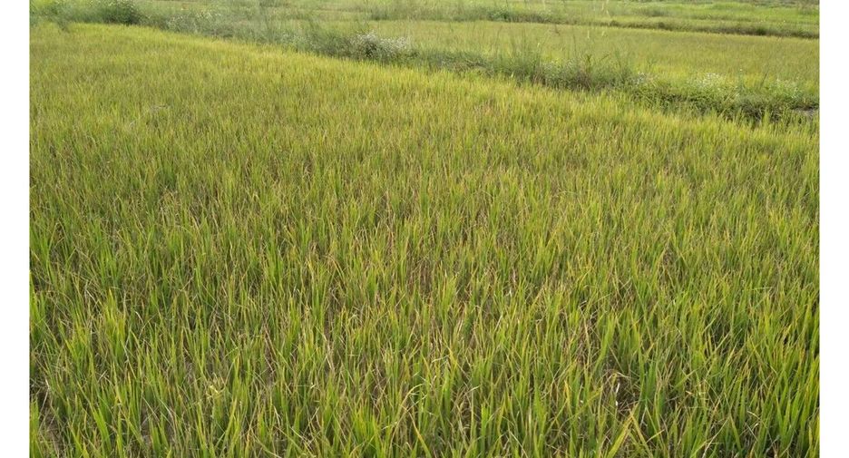 Grundstück zum Kauf in Thoeng, Chiang Rai