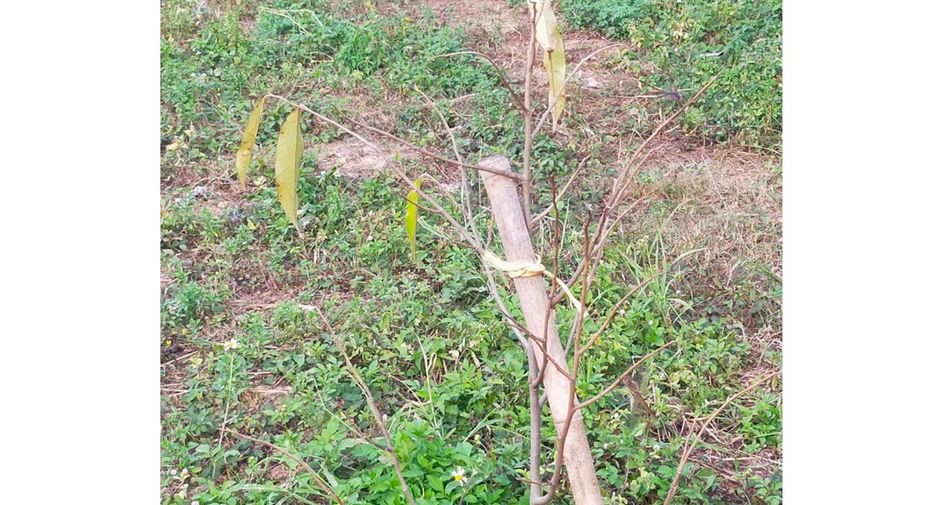 Grundstück zum Kauf in Thoeng, Chiang Rai