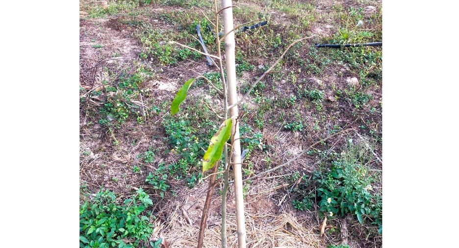 Grundstück zum Kauf in Thoeng, Chiang Rai