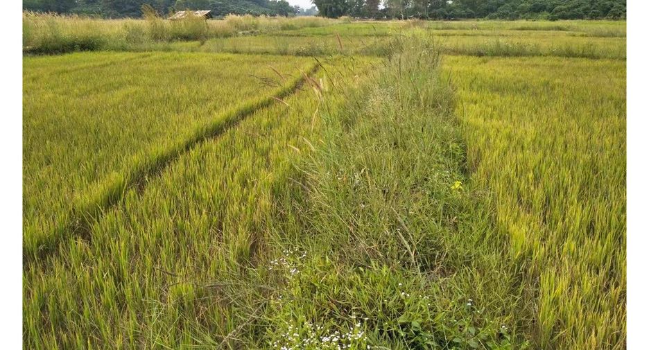 À vendre terrain à Thoeng, Chiang Rai