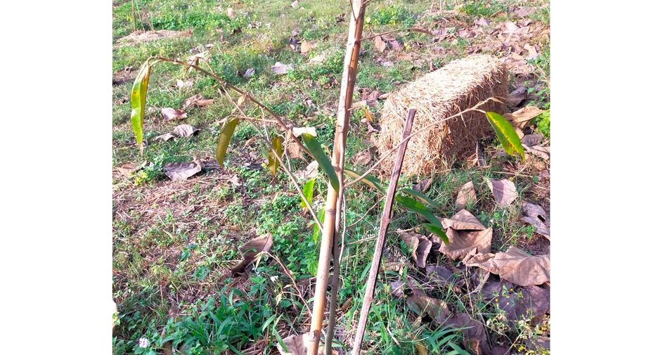 Grundstück zum Kauf in Thoeng, Chiang Rai