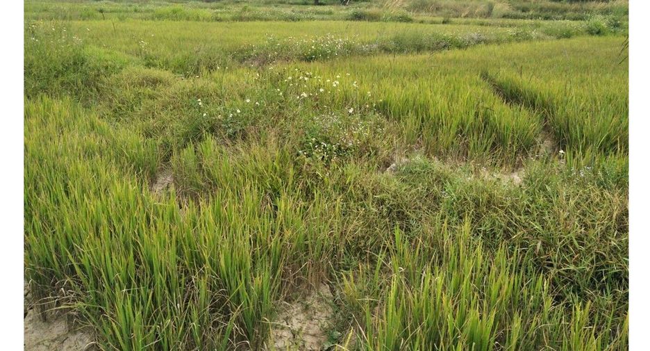 Grundstück zum Kauf in Thoeng, Chiang Rai