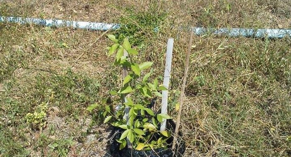 For sale land in Mueang Lampang, Lampang