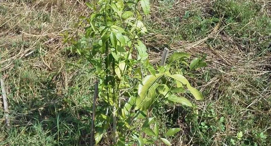 For sale land in Mueang Lampang, Lampang