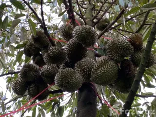 ขาย ที่ดิน ใน หนองหญ้าปล้อง, เพชรบุรี