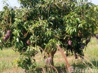 For sale land in Dan Sai, Loei