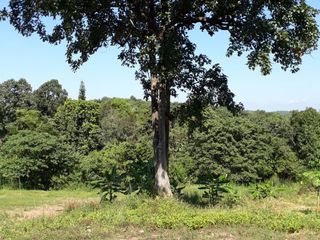 Продажа Участок в Phu Ruea, Loei