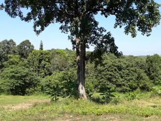 出售 土地 在 Phu Ruea, Loei