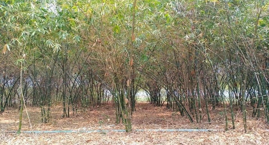 Terreno en venta en Doem Bang Nang Buat, Suphan Buri
