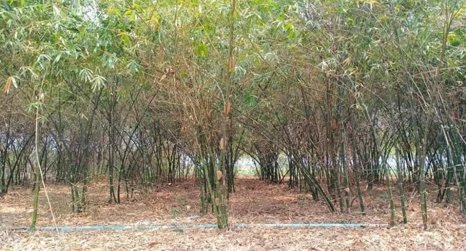 For sale land in Doem Bang Nang Buat, Suphan Buri