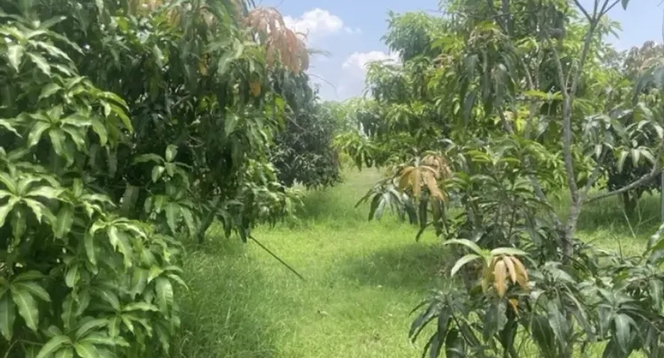 For sale land in Samrong, Ubon Ratchathani
