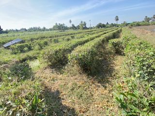 À vendre terrain à Nakhon Chai Si, Nakhon Pathom