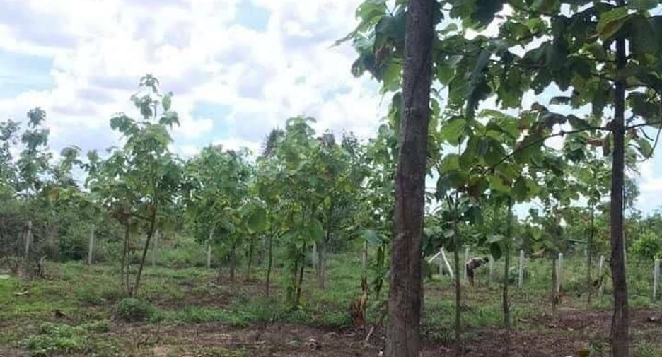 For sale land in Wang Thong, Phitsanulok