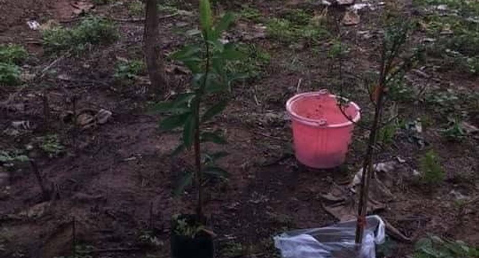 For sale land in Wang Thong, Phitsanulok