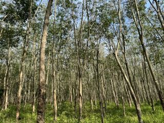 For sale land in Tha Sala, Nakhon Si Thammarat