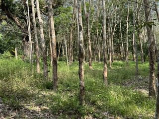 For sale land in Tha Sala, Nakhon Si Thammarat