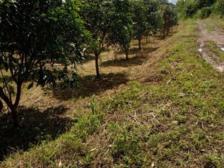 For sale land in Chiang Dao, Chiang Mai