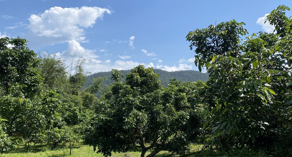 For sale land in Chiang Dao, Chiang Mai