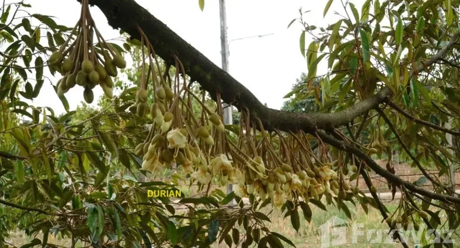 For sale land in Klaeng, Rayong