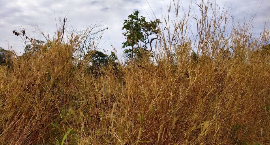 For sale land in Charoen Sin, Sakon Nakhon