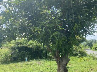 出售 土地 在 U Thong, Suphan Buri