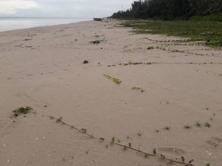 For sale land in Hua Sai, Nakhon Si Thammarat