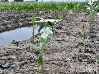 For sale land in Thawi Watthana, Bangkok