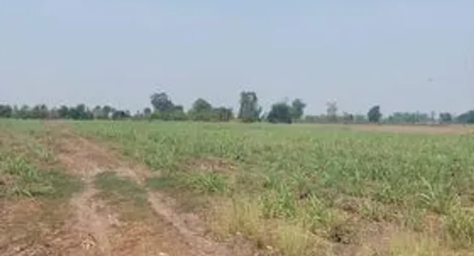 For sale land in Noen Kham, Chainat