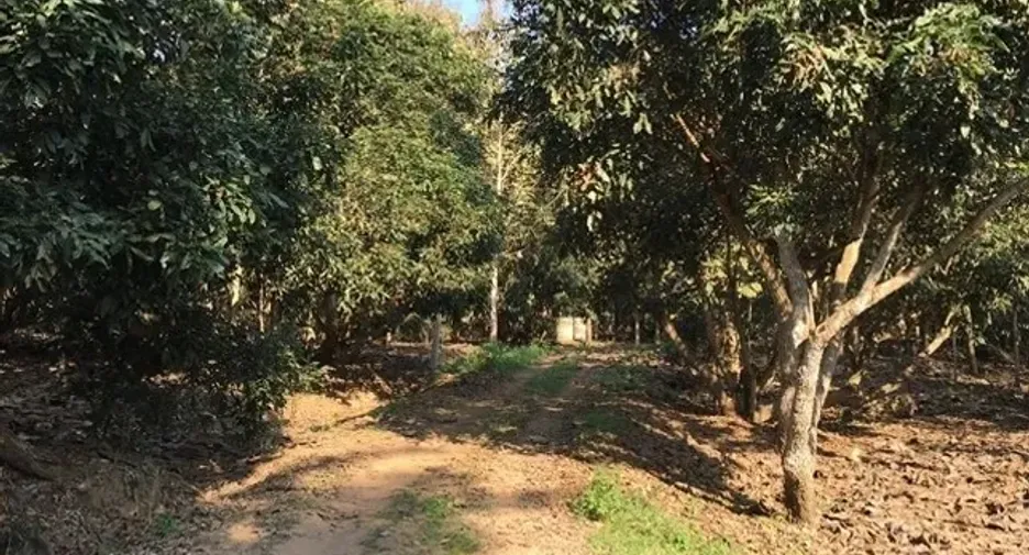 For sale land in Wiang Chiang Rung, Chiang Rai